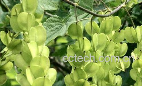 果蔬百科天仙子的功效与作用-0