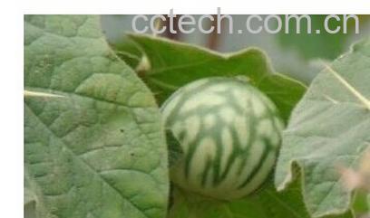 果蔬百科颠茄草-0