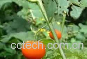 果蔬百科野颠茄-0