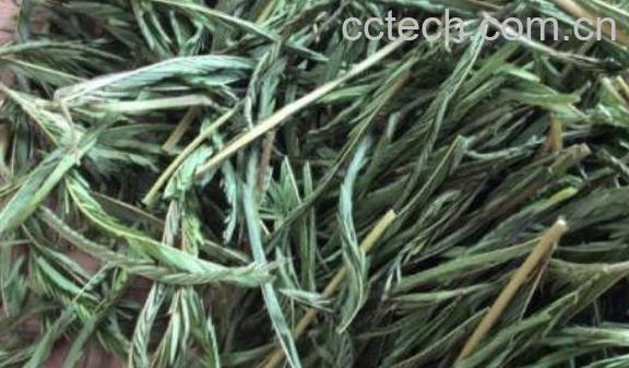 软肝草的功效与作用 软肝草的副作用-0