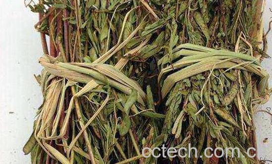 软肝草的功效与作用 软肝草的副作用-1