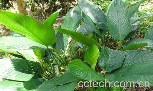 海南指甲叶的功效与作用-0