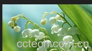 果蔬百科 铃兰-0