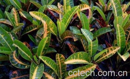 海南指甲叶的功效与作用-1