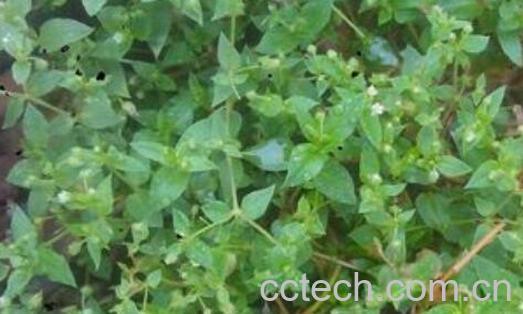 繁缕草的作用与功效-0