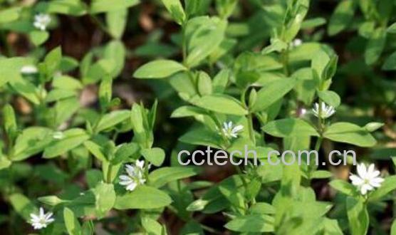 繁缕草的作用与功效-1