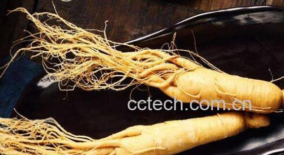 生山参的功效与作用 生山参的食用方法-1