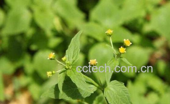 辣椒草的功效与作用及禁忌-1