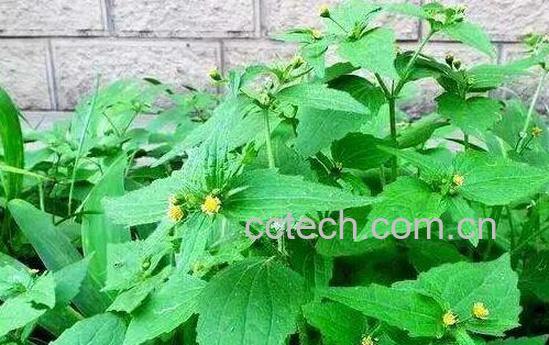 辣椒草的功效与作用及禁忌-0