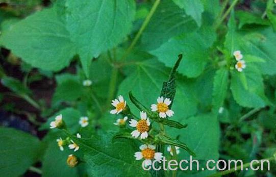 野辣椒草有什么功效 野辣椒草的药用价值-1