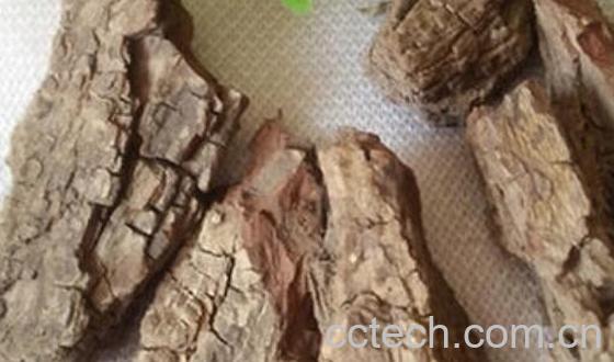 枣树皮熬水喝有什么用 枣树皮煮水的禁忌-0