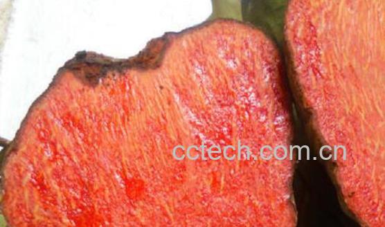 血茯苓的功效与作用及禁忌-0