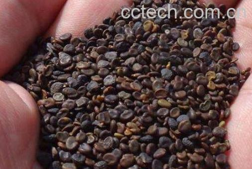 黄芪籽的功效与副作用-0