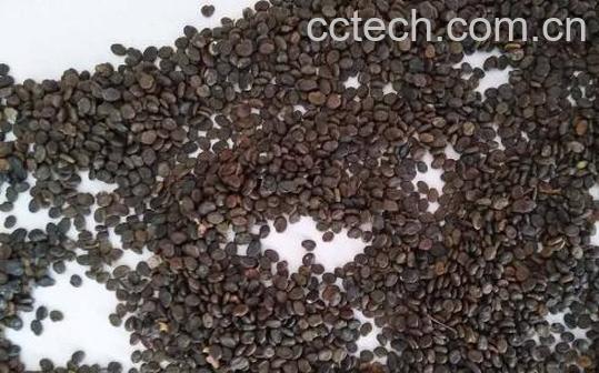 黄芪籽的功效与副作用-1