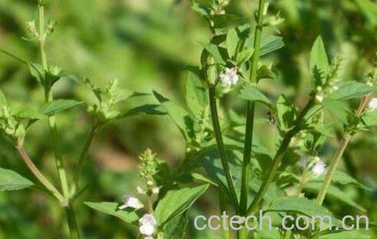 化核草有什么功效与作用-1