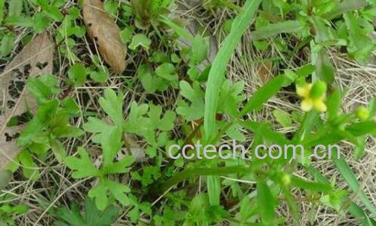 三散草的功效与作用 三散草的副作用-0