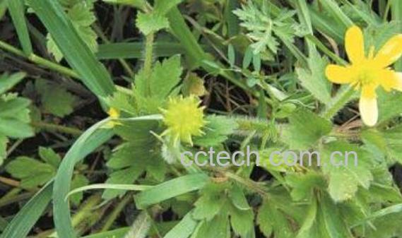 三散草的功效与作用 三散草的副作用-1