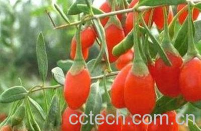  新鲜蒲公英泡水的方法-0