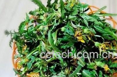 蒲公英炒鸡蛋的功效与作用-0