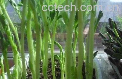  蒲公英芽苗菜怎么吃-1