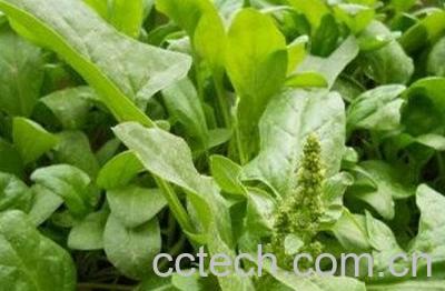  蒲公英芽苗菜怎么吃-0