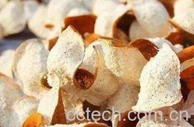 蒲公英陈皮煮水的功效与作用-1