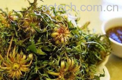 蒲公英酱如何做 蒲公英酱的制作方法-1