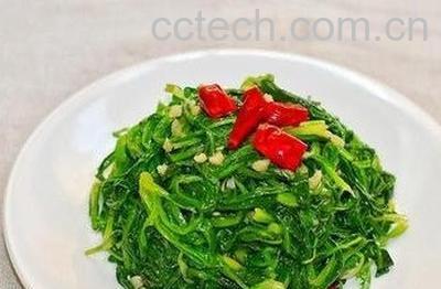 蒲公英菜的功效与作用-1