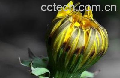  蒲公英喂鸡有什么好处 蒲公英可长期做鸡饲料吗-0