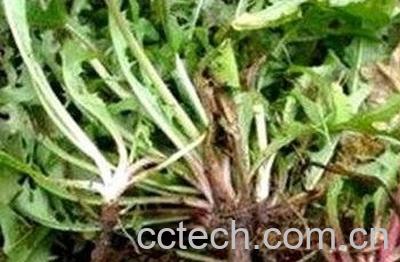 蒲公英根如何发酵炒制-1