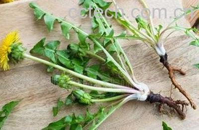 蒲公英根如何发酵炒制-0