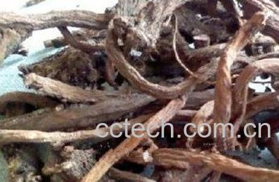 婆婆丁根怎么吃 婆婆丁根的食用方法技巧-0