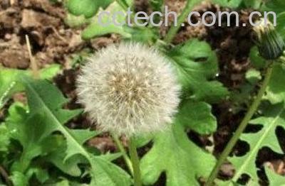 怎么自制蒲公英发酵茶 蒲公英茶制作窍门-0