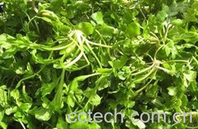 紫花蒲公英怎么吃 紫花蒲公英的食用方法-1