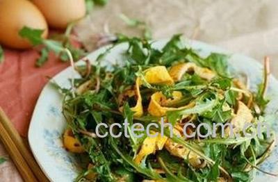 紫花蒲公英怎么吃 紫花蒲公英的食用方法-0