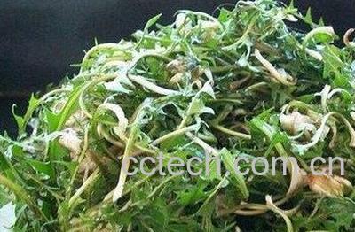  野菜婆婆丁怎么吃 野菜婆婆丁的吃法禁忌-1