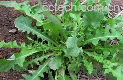  野菜婆婆丁怎么吃 野菜婆婆丁的吃法禁忌-0