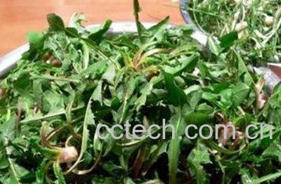  牛肉婆婆丁咸菜的做法窍门-0