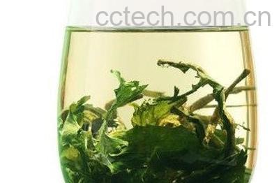 女性喝蒲公英茶的功效与作用-1