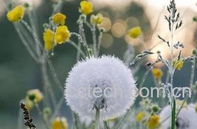 女性夏季喝蒲公英茶好吗-1