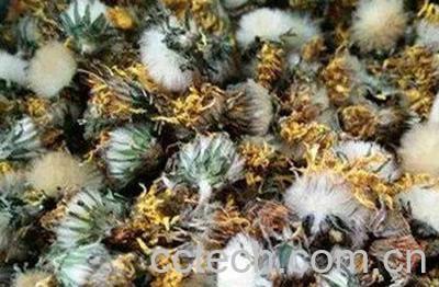 婆婆丁花晒干泡水的功效-1