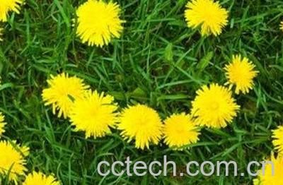  紫色花和黄色花的蒲公英茶的功效与作用-0