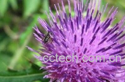  紫色花和黄色花的蒲公英茶的功效与作用-1