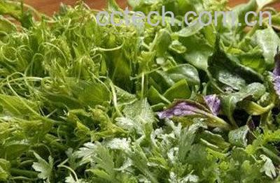 簿公英加甘草泡水喝功效-0