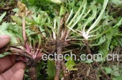  婆婆丁泡水的功效与作用 婆婆丁泡水的副作用-0