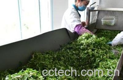  女性经常喝蒲公英茶有什么好处-0