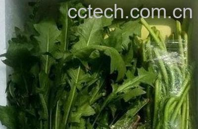 大叶蒲公英种植方法-0