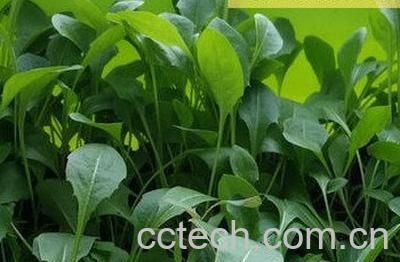 大叶蒲公英种植方法-1