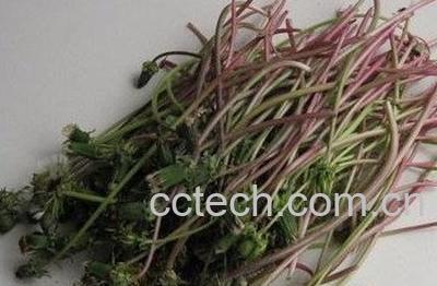  蒲公英可以降血压吗 -0