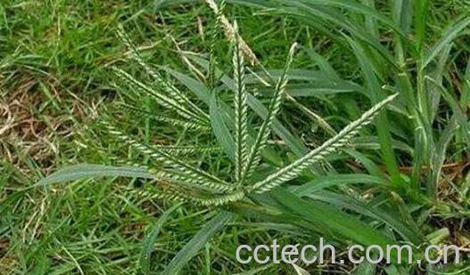 牛筋草怎么吃 牛筋草的食用方法-0